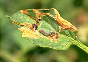 Пошкодження на листі томатів. Extension Entomology, Department of Entomology, Texas A&M University